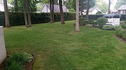 court arbre decoupage